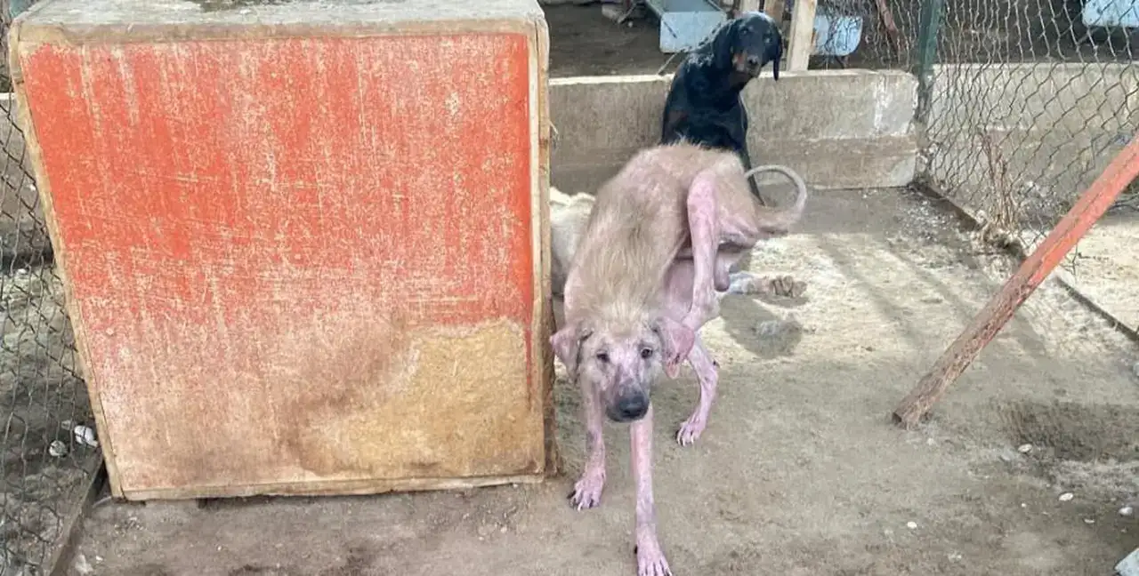 Finike Hayvan Barınağında Skandal Görüntülere Soruşturma 5